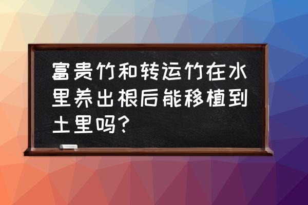 水培富贵竹生根后转土培的方法 富贵竹和转运竹在水里养出根后能移植到土里吗？