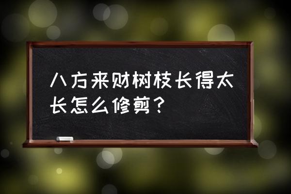 招财树怎么养长得快 八方来财树枝长得太长怎么修剪？