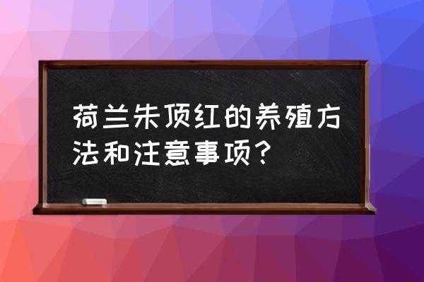 朱顶红的正确养殖方法 荷兰朱顶红的养殖方法和注意事项？