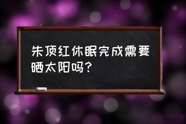 朱顶红现在可以浇水了吗 朱顶红休眠完成需要晒太阳吗？