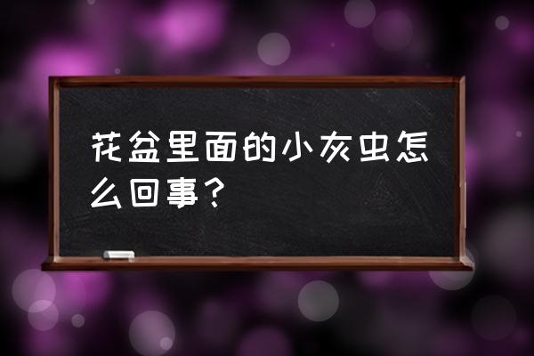 花土里有白色的虫子怎么办 花盆里面的小灰虫怎么回事？