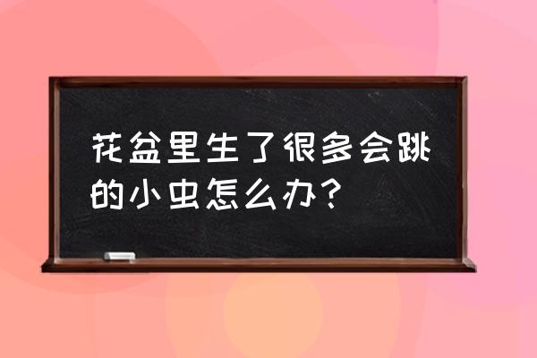 盆栽花卉有虫怎么治 花盆里生了很多会跳的小虫怎么办？