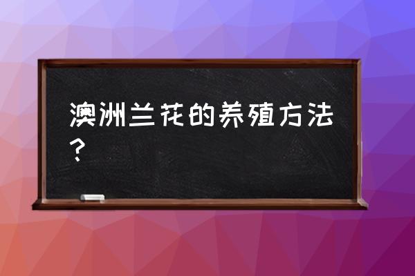 木炭种兰花木炭如何处理 澳洲兰花的养殖方法？