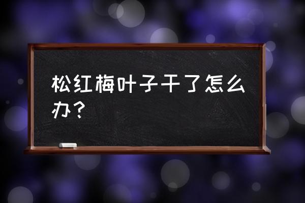 松红梅叶发黄但不掉叶怎么处理 松红梅叶子干了怎么办？