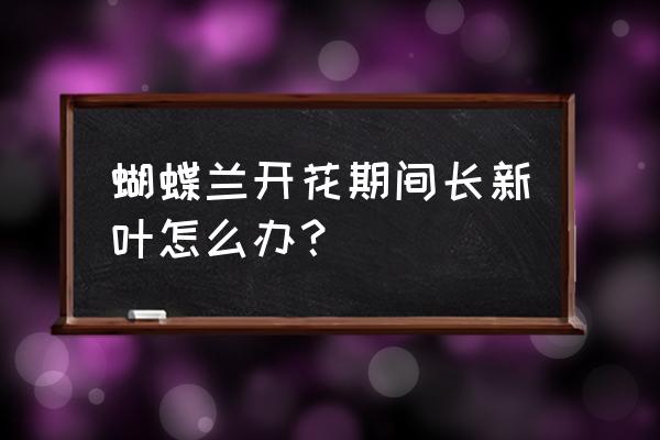 蝴蝶兰刚开始分化花苞怎么浇水 蝴蝶兰开花期间长新叶怎么办？