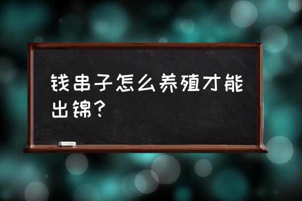 大型钱串子的养殖方法 钱串子怎么养殖才能出锦？