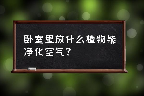 一品红怎么护理 卧室里放什么植物能净化空气？