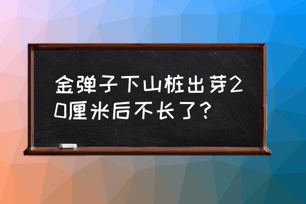 金弹子下山桩根怎么栽培 金弹子下山桩出芽20厘米后不长了？