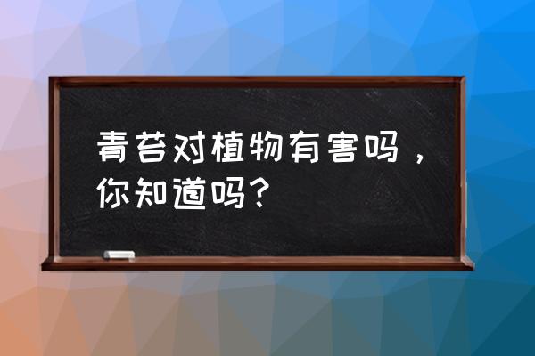 苔藓有什么好处和坏处 青苔对植物有害吗，你知道吗？