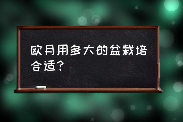 欧月哪种最适合家庭养 欧月用多大的盆栽培合适？