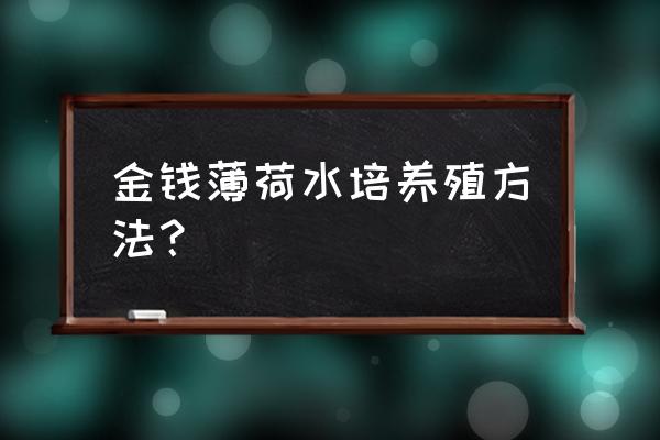 水培薄荷的养殖方法和注意事项 金钱薄荷水培养殖方法？