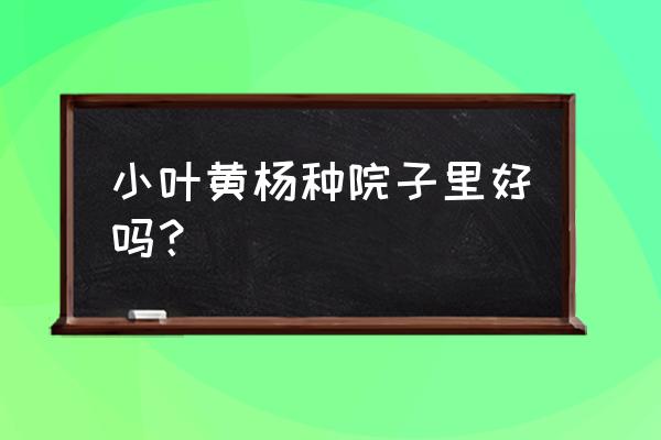 黄杨熟桩如何种植 小叶黄杨种院子里好吗？