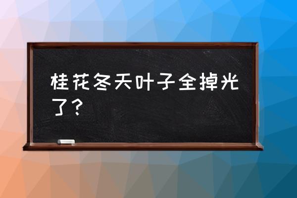 冬天桂花换盆能活吗 桂花冬天叶子全掉光了？