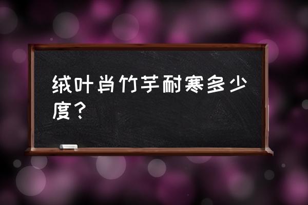 七彩竹芋冬天怎么养最好 绒叶肖竹芋耐寒多少度？