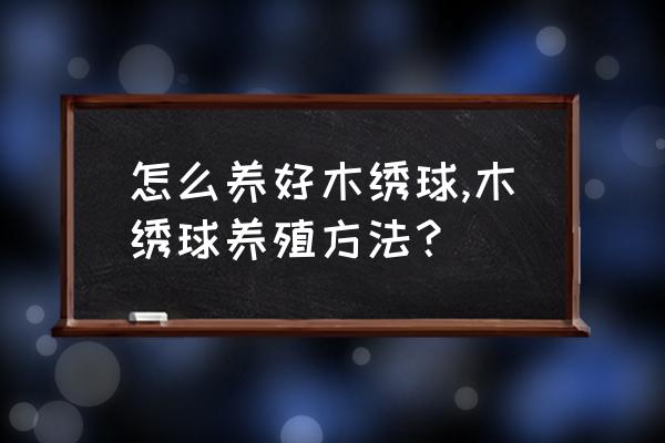 绿化苗木灌木怎么养 怎么养好木绣球,木绣球养殖方法？