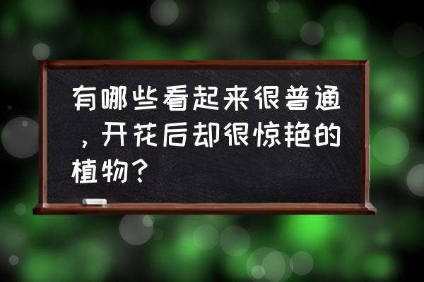 马缨丹怎么养才能爆盆 有哪些看起来很普通，开花后却很惊艳的植物？