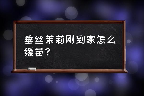 垂丝茉莉黄叶掉花苞怎样挽救 垂丝茉莉刚到家怎么缓苗？