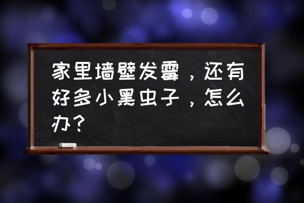 墙壁霉斑怎么去除最简单方法 家里墙壁发霉，还有好多小黑虫子，怎么办？