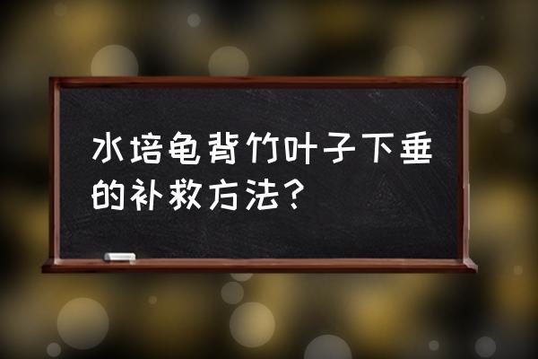 龟背竹的叶子卷曲耷拉是什么原因 水培龟背竹叶子下垂的补救方法？