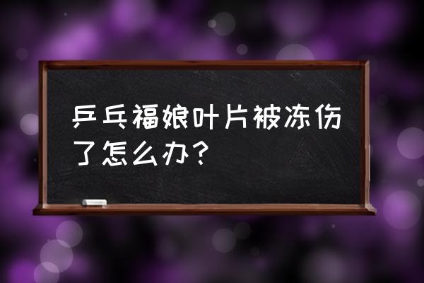 乒乓福娘叶子怎么越来越小了 乒乓福娘叶片被冻伤了怎么办？