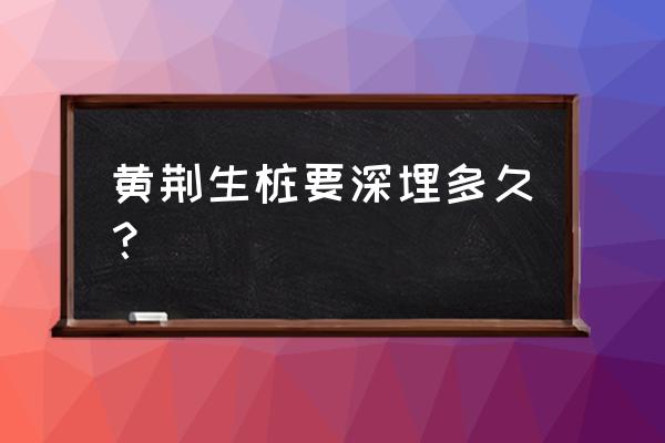 黄荆生根最佳时间 黄荆生桩要深埋多久？