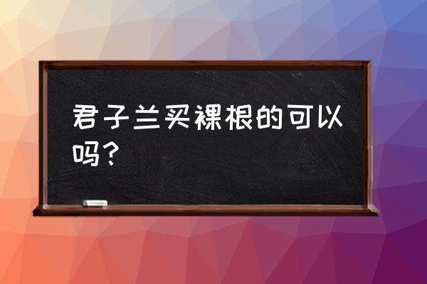 君子兰裸根苗的栽植方法 君子兰买裸根的可以吗？