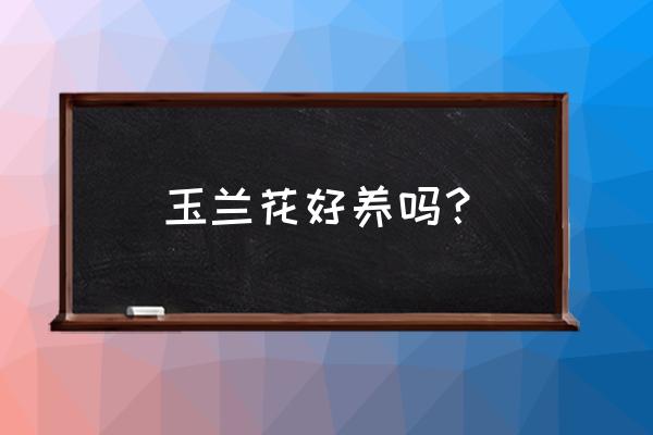 盆栽白玉兰的养殖方法和注意事项 玉兰花好养吗？