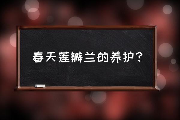 莲瓣兰为什么难养 春天莲瓣兰的养护？