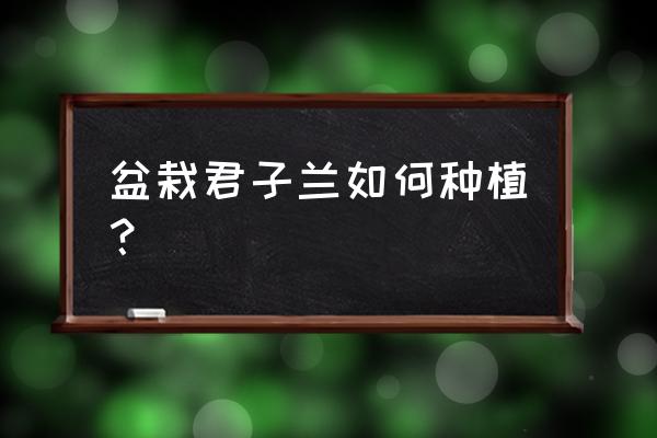 养盆景的正确方法 盆栽君子兰如何种植？