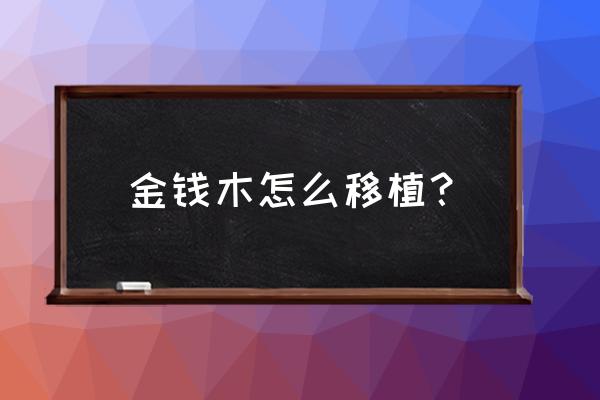 金钱木盆栽养什么最好 金钱木怎么移植？