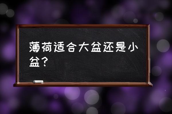 盆栽薄荷在家怎么养 薄荷适合大盆还是小盆？