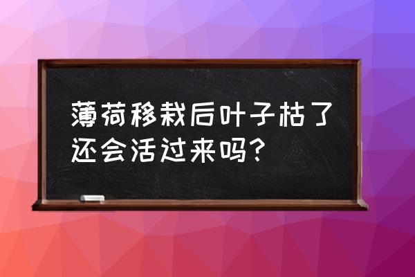 薄荷枯萎怎么补救 薄荷移栽后叶子枯了还会活过来吗？