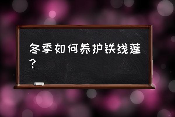 花毛茛冬天怎么养 冬季如何养护铁线莲？