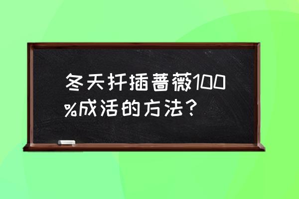 冬天能扦插什么花草 冬天扦插蔷薇100%成活的方法？